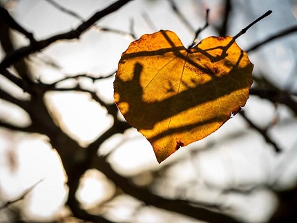 Autumn Leaf Light Shadows resize