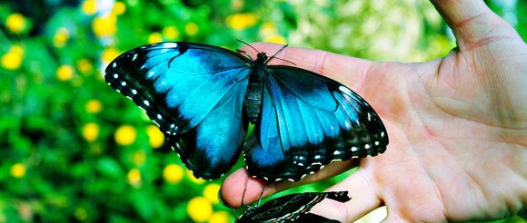 MTr 4 419 Butterfly