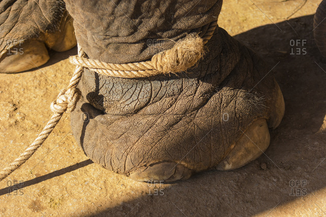 MTr 5 419 Elephant