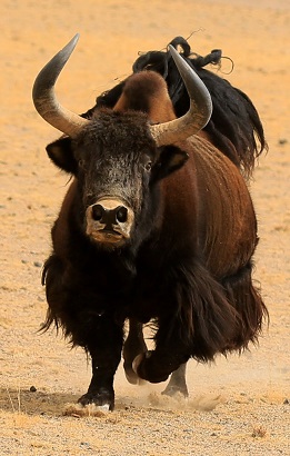 Medley KS 3 Yak 