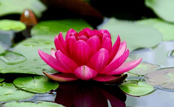 Theosophy ASR b lotus flower that symbolise peace