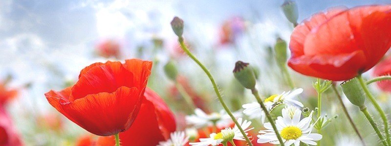 Theosophy DTB 220 b Summer flowers from India