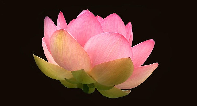 glowing lotus flower on black byron varvarigos
