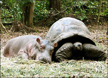 BROTHERHOOD AMONG THE BEASTS: THE HIPPO AND THE TORTOISE Hippo & Tortoise