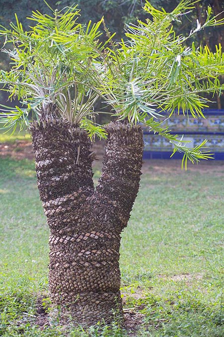 Adyarsmalltree