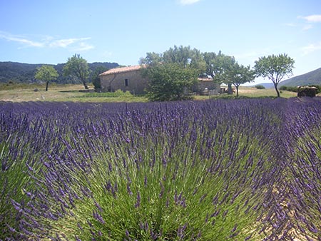 Theosophy Our Unity 6 Lavender Field Provence France 021
