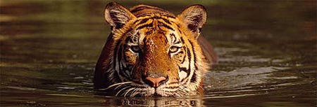 The Society Editorial 3 Indian Tiger