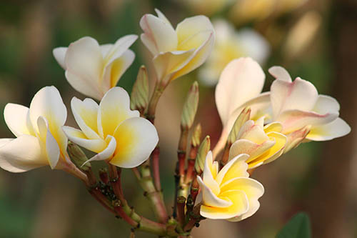 Theosophy Honouring the Teachers 2