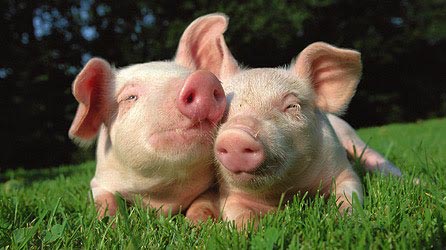 Medley Ethical Treatment of Animals in Judaism 4
