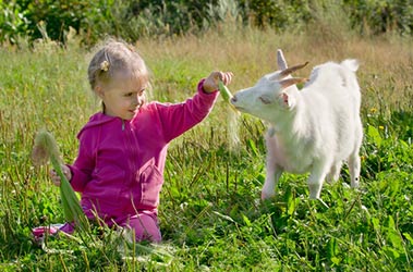 Medley Ethical Treatment of Animals in Judaism 5