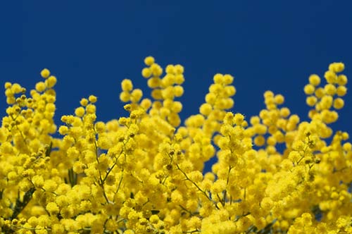 Theosophy TRIBUTE B 2