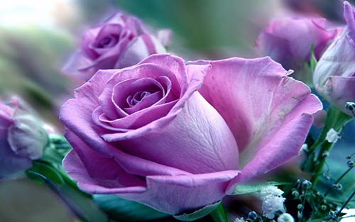 Theosophy TRIBUTE B 6