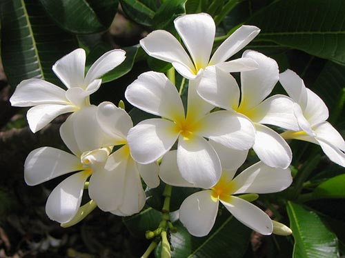 TRIBUTE VP 1 b jasmine