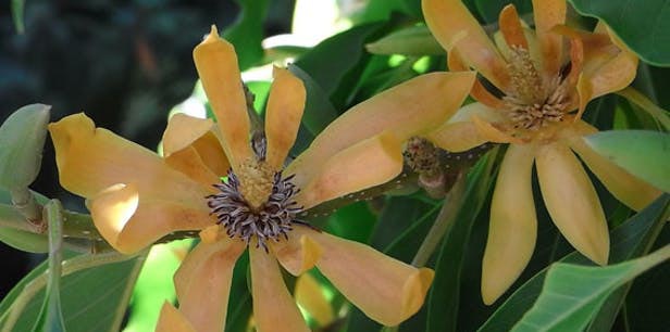 TRIBUTE VP 4 b Magnolia champaca main