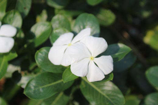 Theosophy Ali 2 The Gift of the God