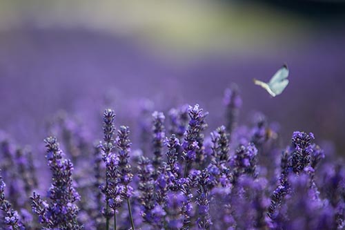 Tribute F Lavender
