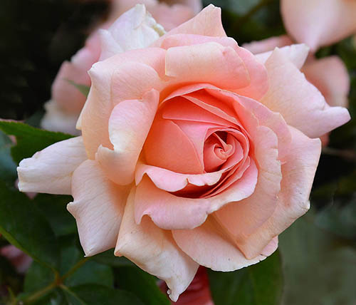Tribute G Rose