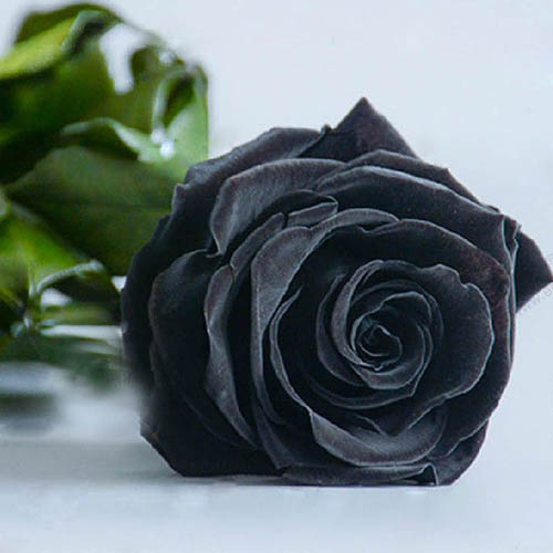 Tribute O Black Rose