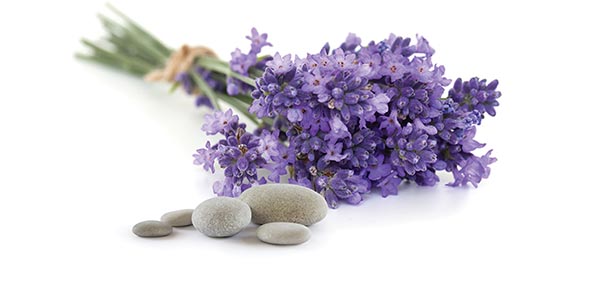 Tribute Q Lavender